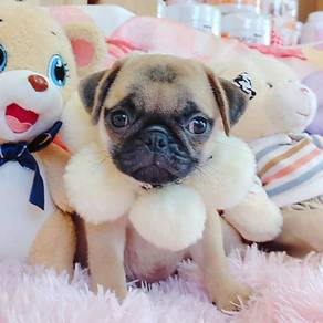 Pug