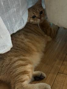 BSH Golden
