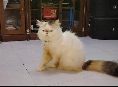 cat kl