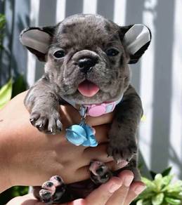 FRENCH BULLDOG PUPPIES VIP35🌻 Cute & Healthy Girl