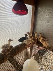 Ayam Turkey