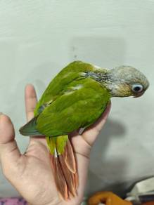 BURUNG~
PARROT~
Green cheek pineapple
6 ekor baby
