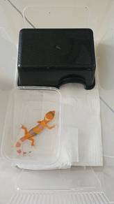 leopard Gecko Full set