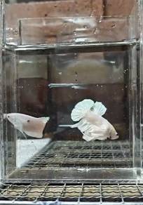 Ikan laga/Betta 