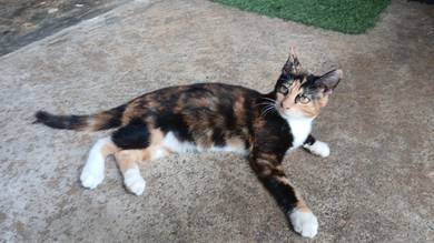 Cat for rehome 