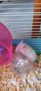 Syrian Hamster 