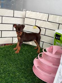 Female Mini Pinscher puppy