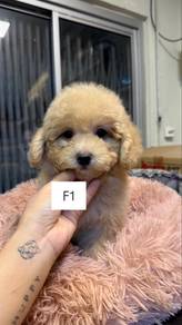 Female Maltipoo