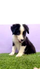 Border collie Mka certificate