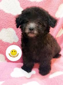 BVV111 Silver Grey haired Tiny Poodle #MKA