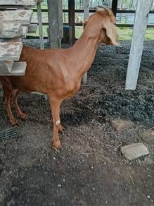 kambing 