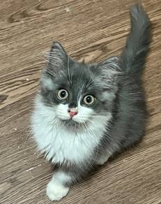 Kitten DLH mix | Male