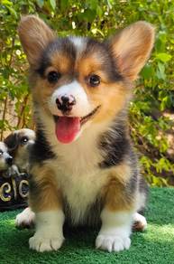 CORGI PUPPIES C174 🌻 Lovely Male Female