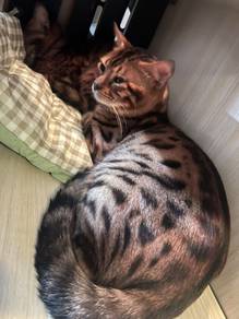 bengal cat