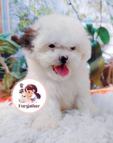 Maltipoo