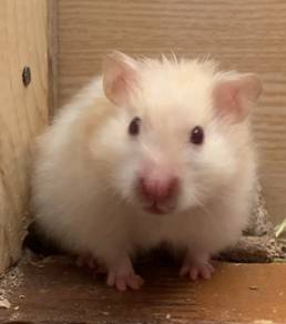 Hamster Syrian