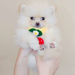 Pomeranian