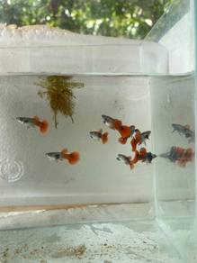 Ikan Guppy Murah