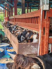 Kambing Aqiqah / Nazar / Kenduri