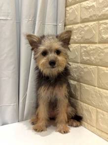 J0542 Silkese Sweet Baby Face Fluffy Teddy Puppy