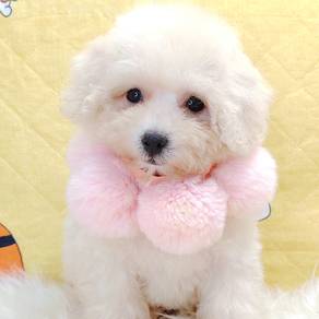 Poodle