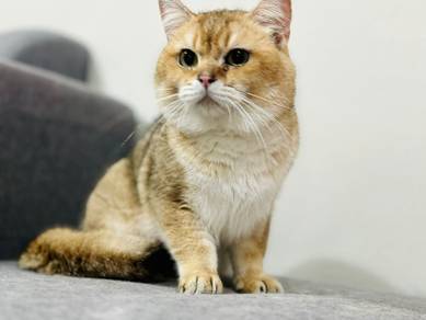 British golden male 1 year