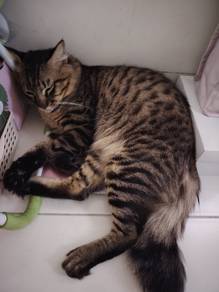 Free adope male cat