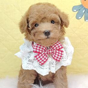 Poodle