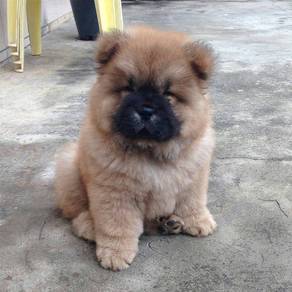 QQ3000 Beautiful Chow Chow brown haired puppies