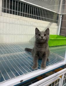 Blue BSH kitten