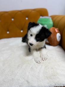 Border Collie