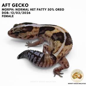 African Fat Tail Gecko Malaysia AFT Normal JB 肥尾守宫