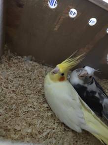 Cockatiel 