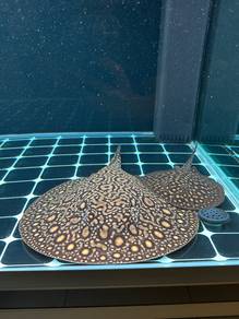 Black Diamond Hybrid Stingray Pair