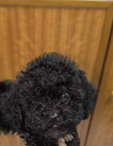 Black male toy poodle