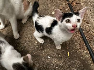 Kitten Free Adoption