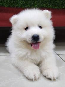 samoyed puppy