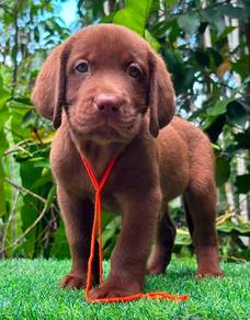brown baby Labrador 