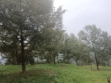 Agricultural Land in Raub, PHG