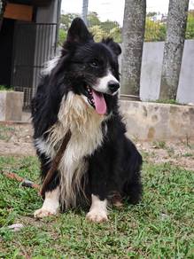 Border Collie male