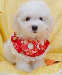 Bichon