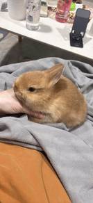 ND rabbit