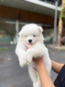 Samoyed Puppy 001