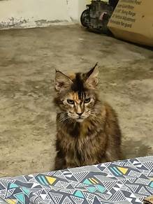 maine coon
