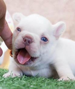 FRENCH BULLDOG PUPPIES FB320🌻Cute Puppy Available