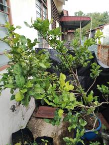 Pokok limau purut (harga boleh nego)