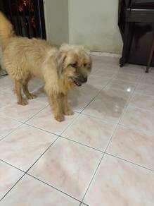 For adoption