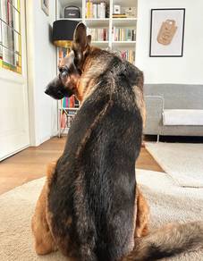 German shepherd