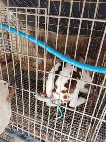 arnab minirex induk sepasang