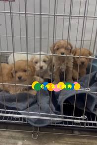 Shihpoo (M/F)